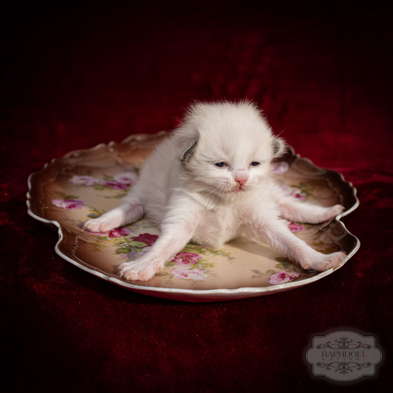 ragdoll-kitten-bicolor-LRBC