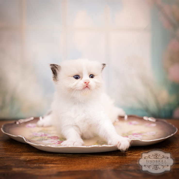 ragdoll-kitten-sale-LRDB