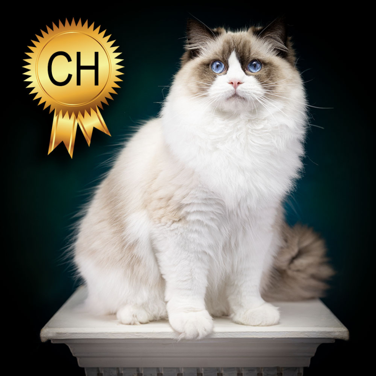 ragdoll-cat-zeus-champion