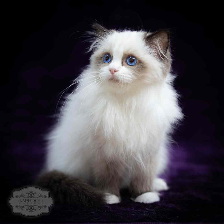 ragdoll-kitten-bicolor-PCAB1-w