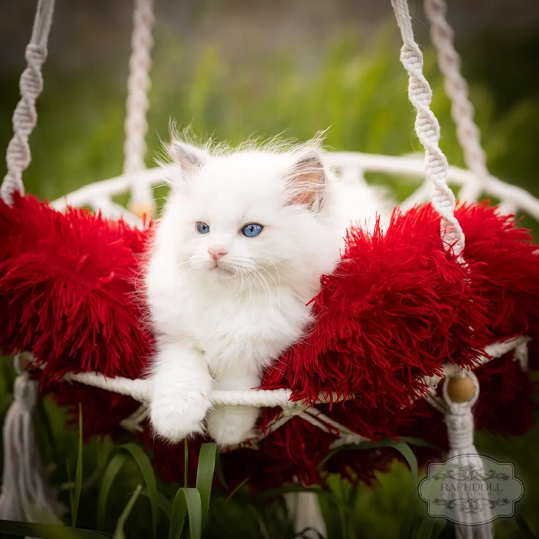 ragdoll-kitten-sale-LSDB