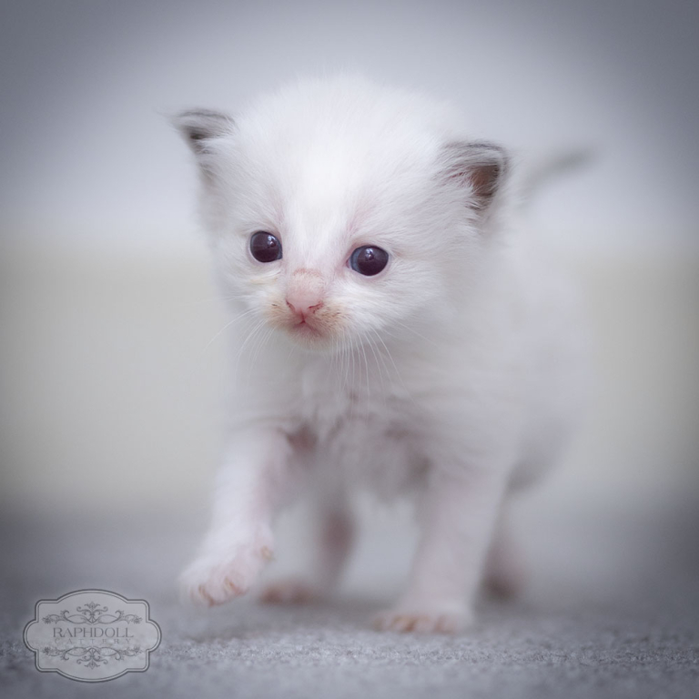 ragdoll-kitten-bicolor-walking2-w