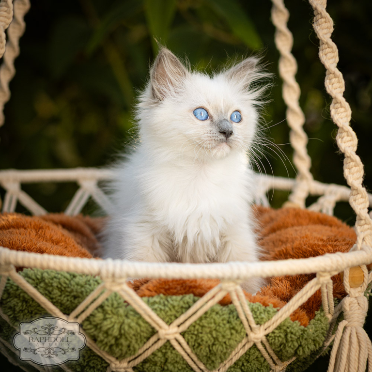 ragdoll-kitten-mitted-LRBE