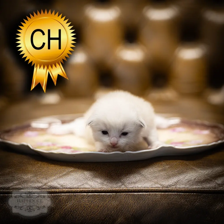 ragdoll-kitten-sale-ZCAC
