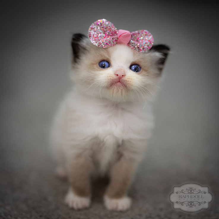 ragdoll-kitten-bicolor-sale-lpab-w