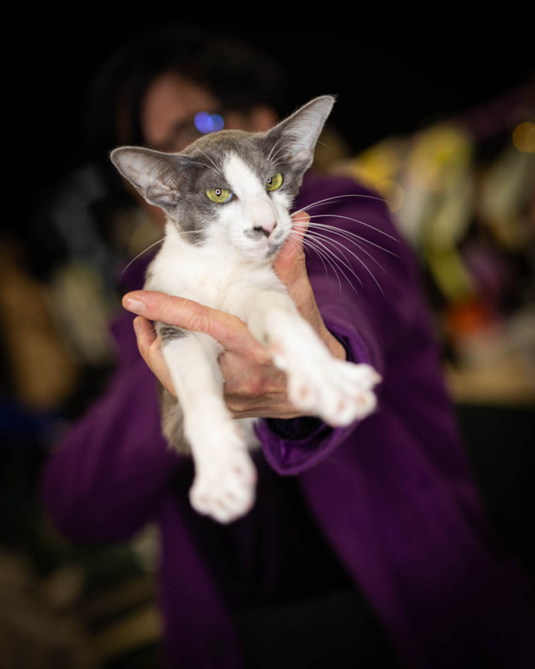 ragdolls-thames-tica-cat-show-apr-2026-13 ragdolls-thames-tica-cat-show-apr-2026-13