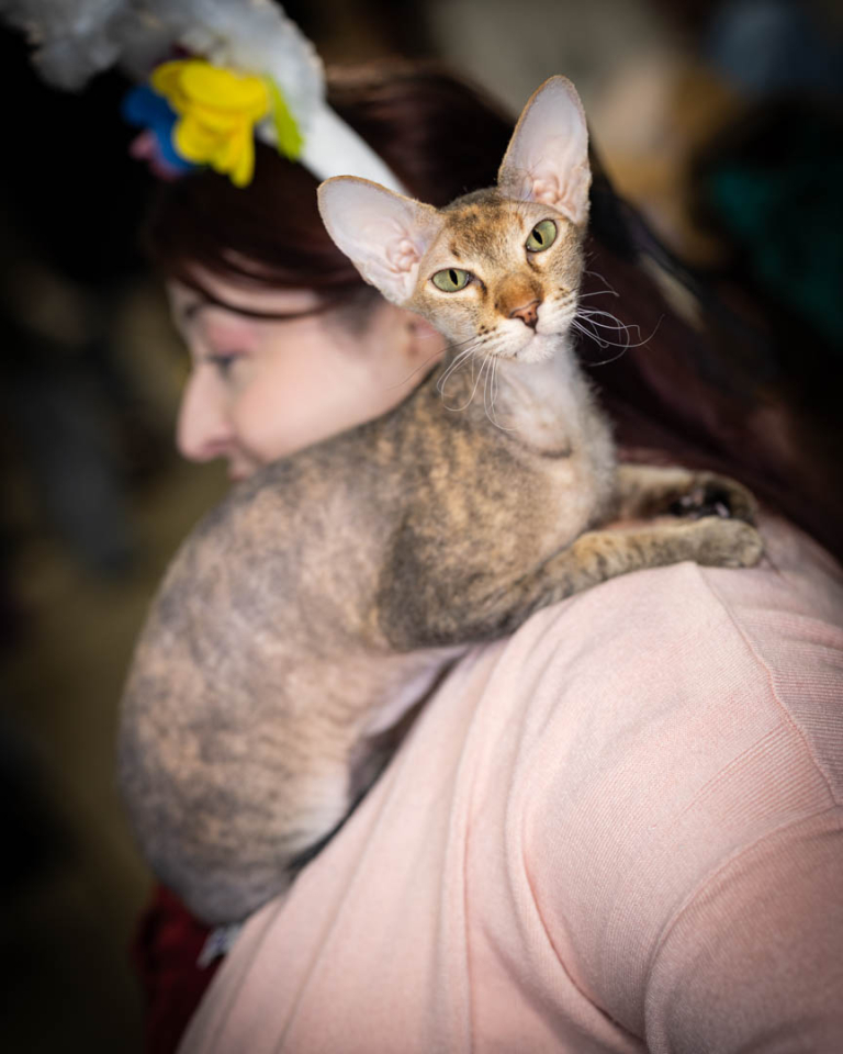 ragdolls-thames-tica-cat-show-apr-2026-12 ragdolls-thames-tica-cat-show-apr-2026-12