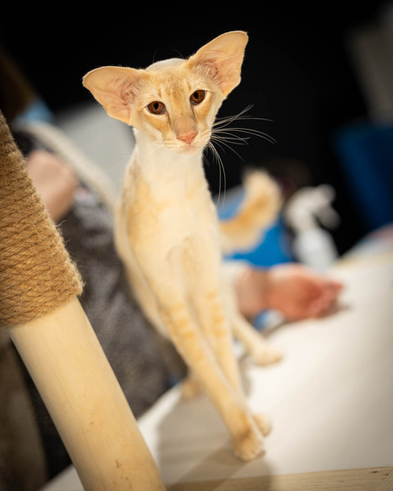 ragdolls-thames-tica-cat-show-apr-2026-53 ragdolls-thames-tica-cat-show-apr-2026-53