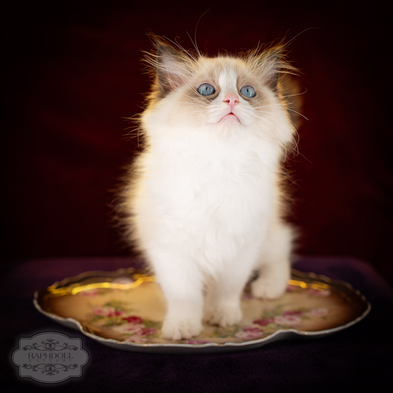 ragdoll-kitten-sale-LSCB