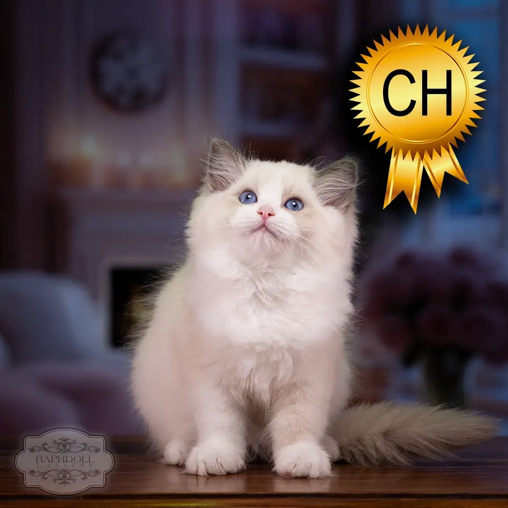 ragdoll-kitten-sale-ZCAF