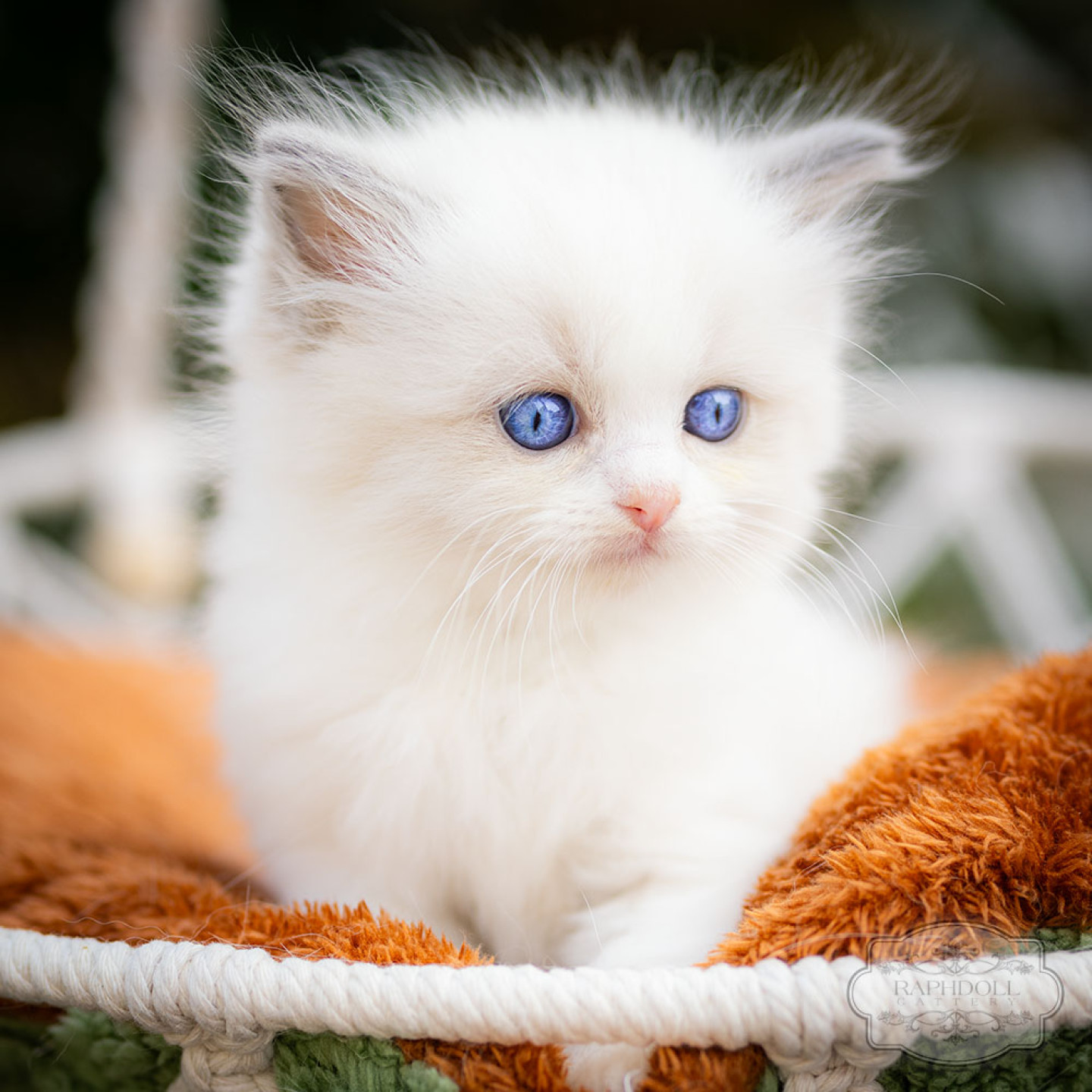 ragdoll-kitten-bicolor-lrad112-w