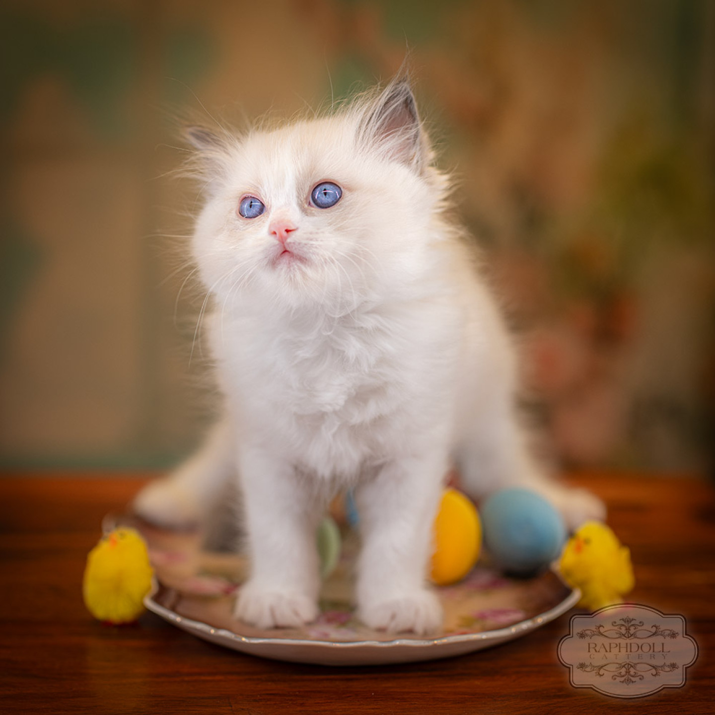 ragdoll-kitten-sale-LRDC