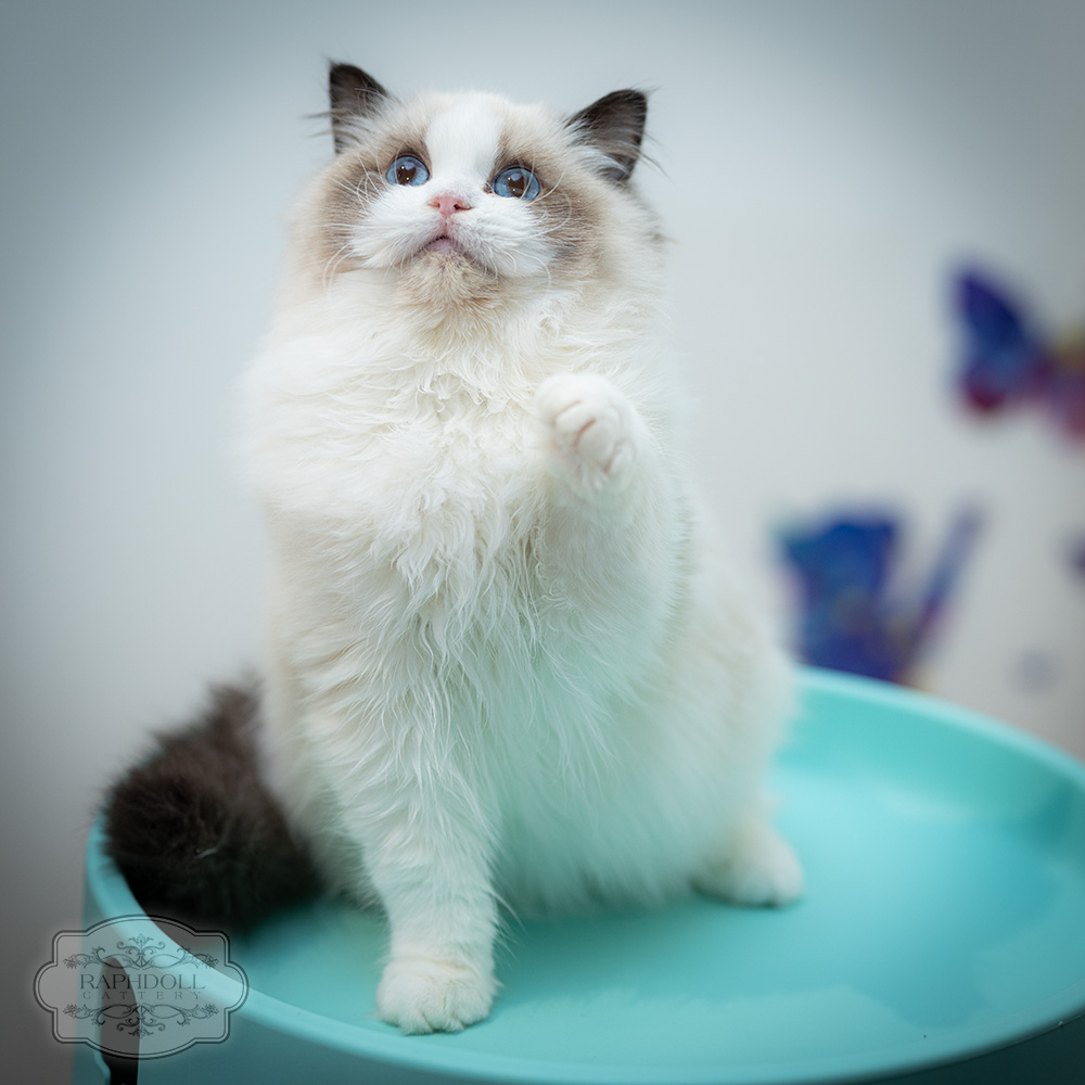 ragdoll-kitten-for-sale-pcaf-w