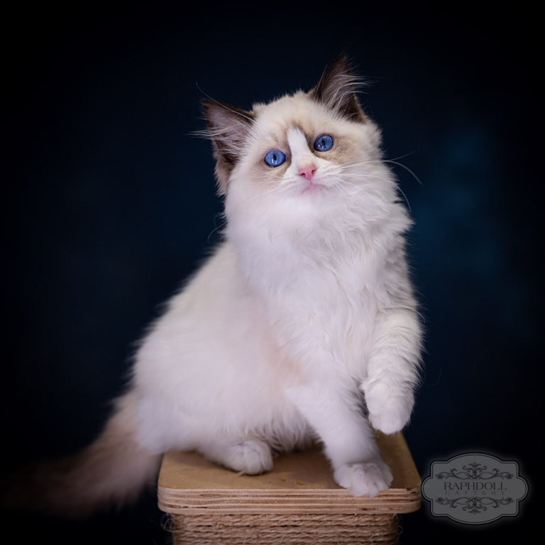 -ragdoll-kitten-sale-LSCH