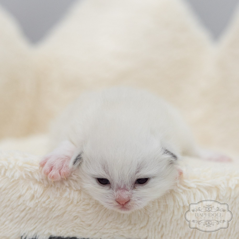 ragdoll-kitten-sale-LRDB