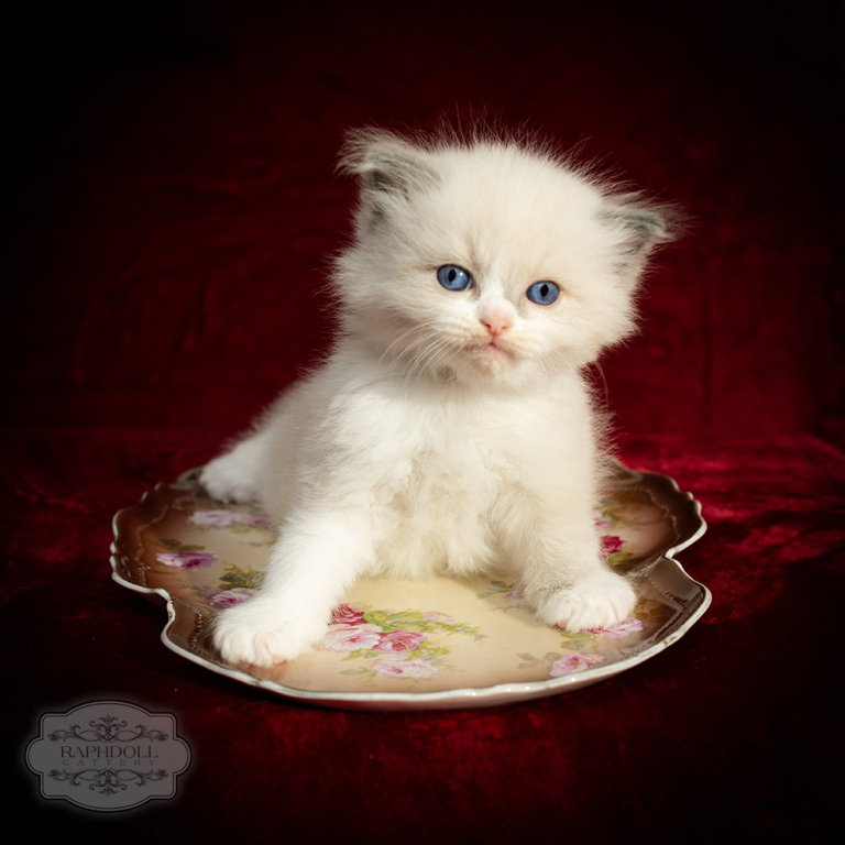 ragdoll-kitten-bicolor-LSBB-w