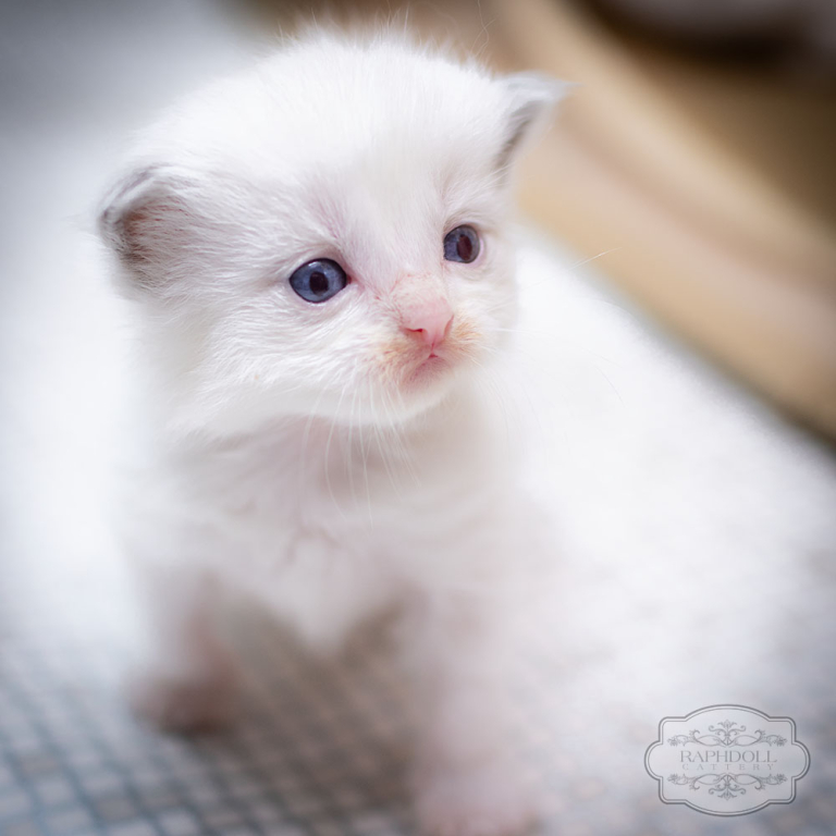 ragdoll-kitten-bicolor-feeding