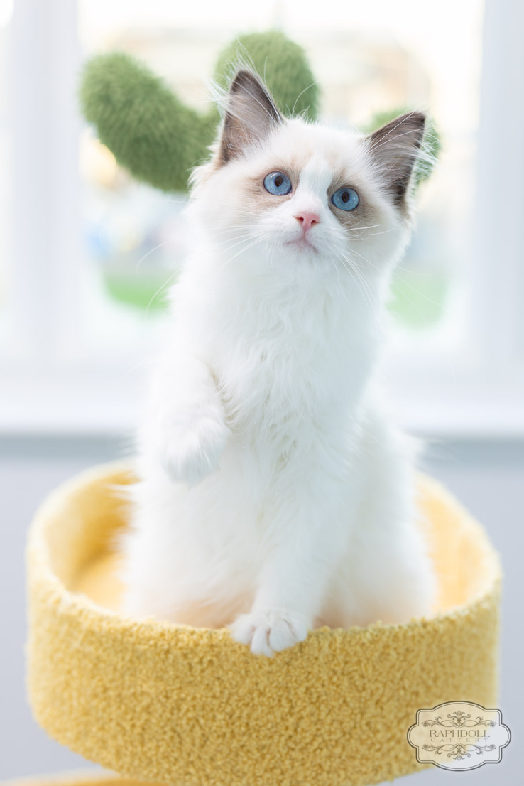 ragdoll-kitten-sale-LPCE