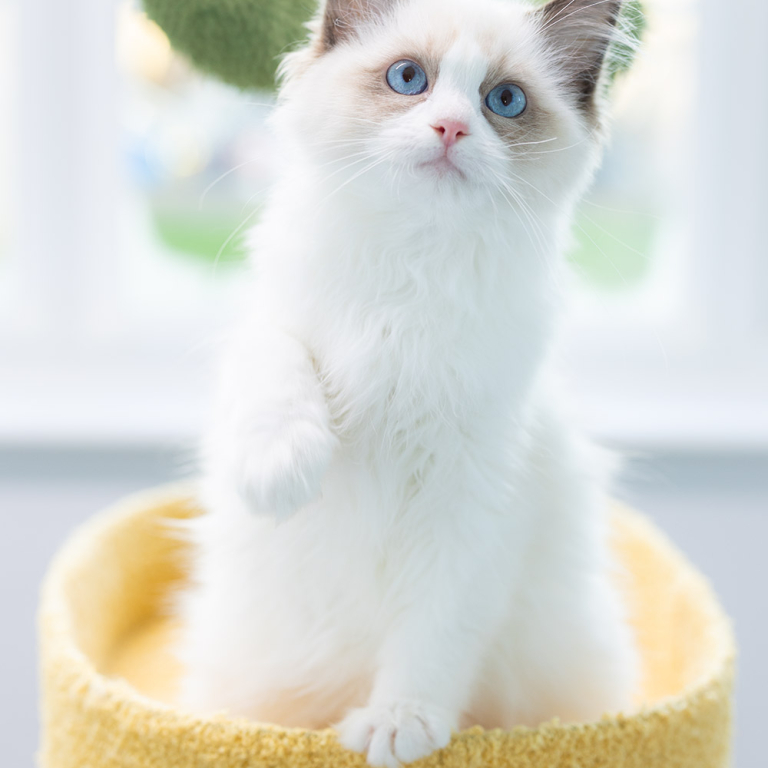 ragdoll-kitten-sale-LPCE