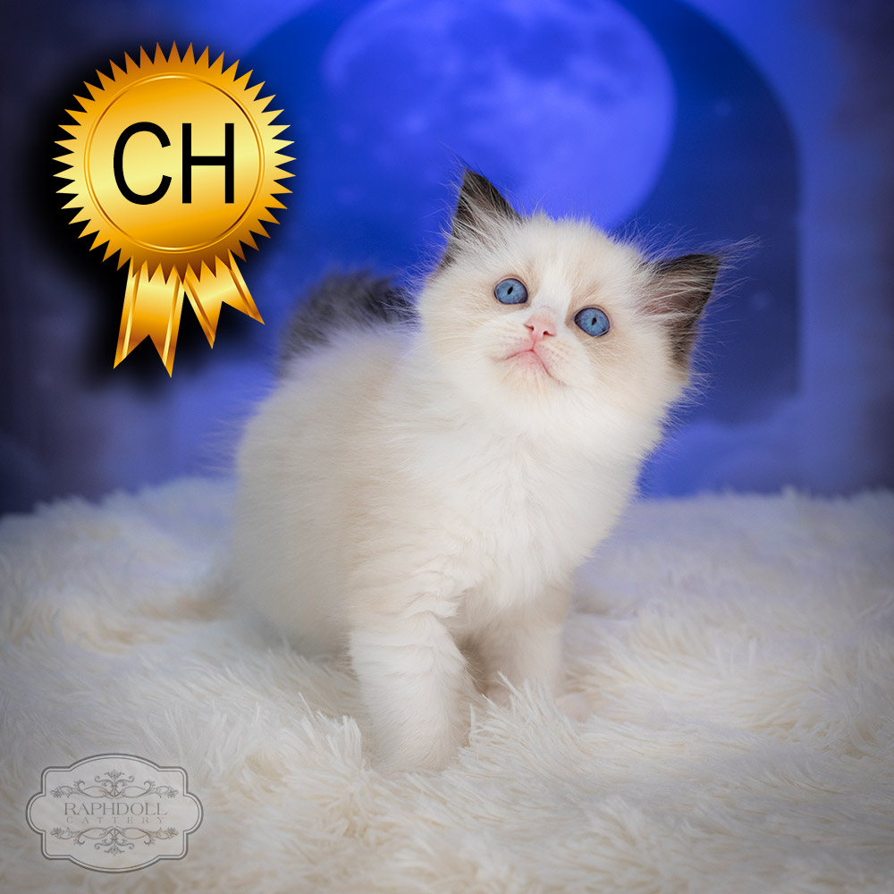 ragdoll-kitten-sale-ZPAE