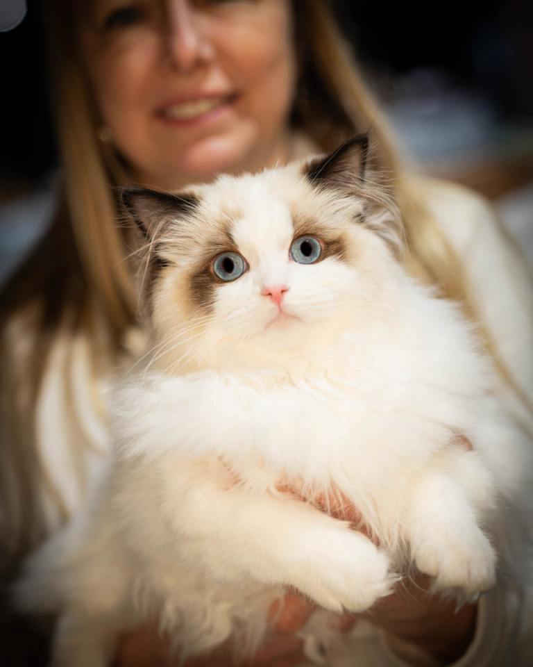 ragdolls-thames-tica-cat-show-apr-2026-38 ragdolls-thames-tica-cat-show-apr-2026-38