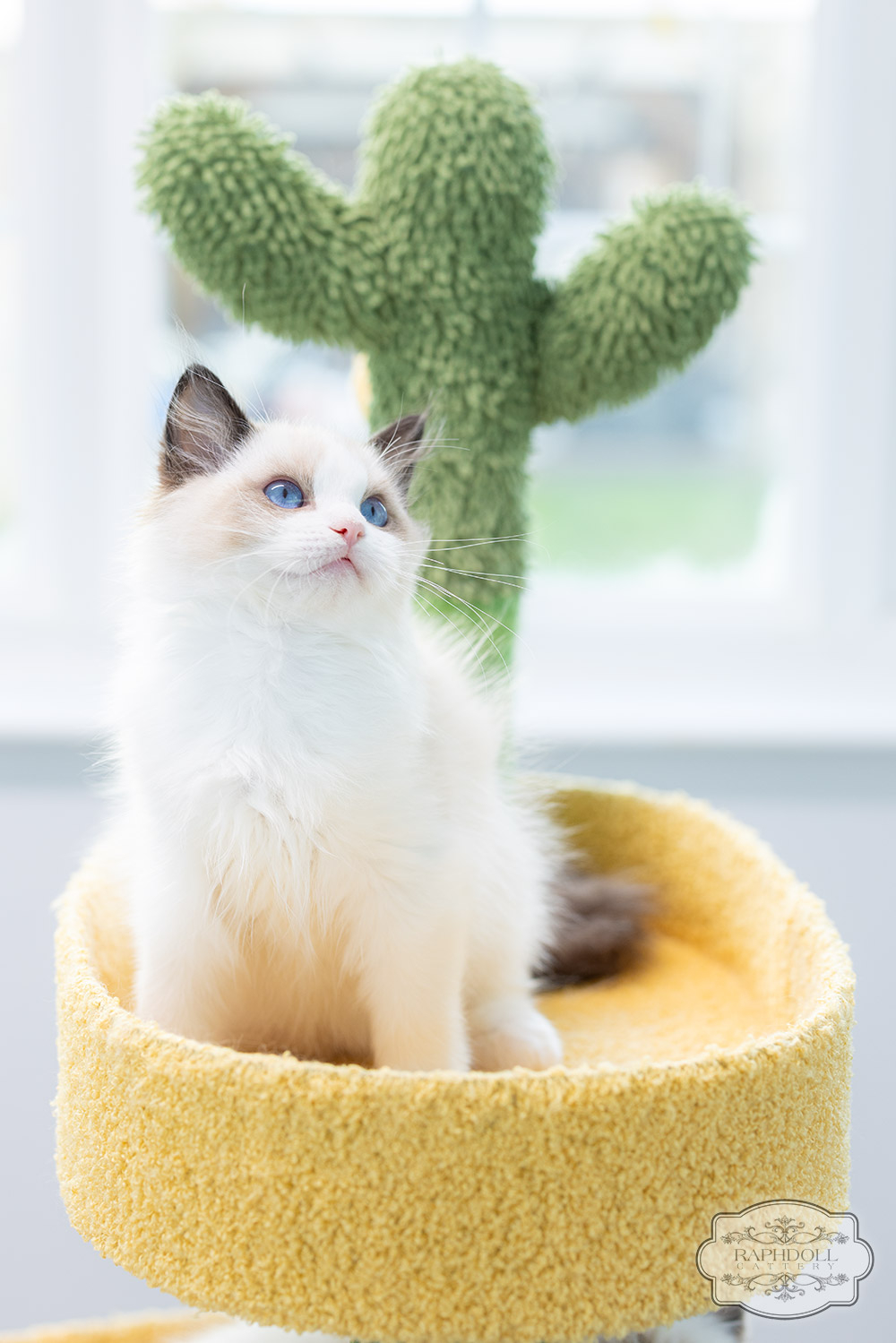 ragdoll-kitten-sale-LRCC