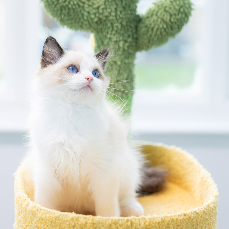 ragdoll-kitten-sale-LRCC