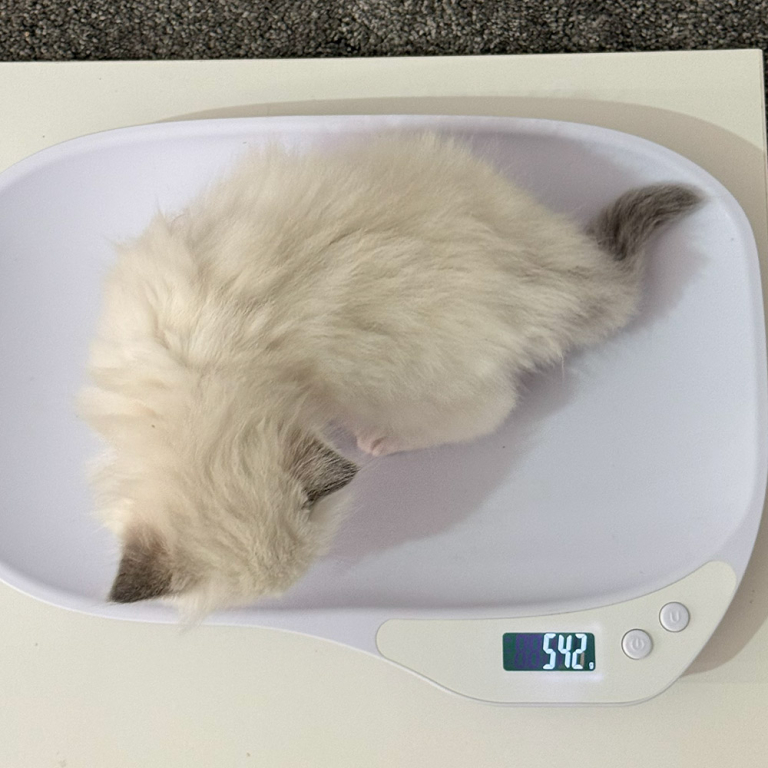 ragdoll-kitten-sale-LRDC-5wW