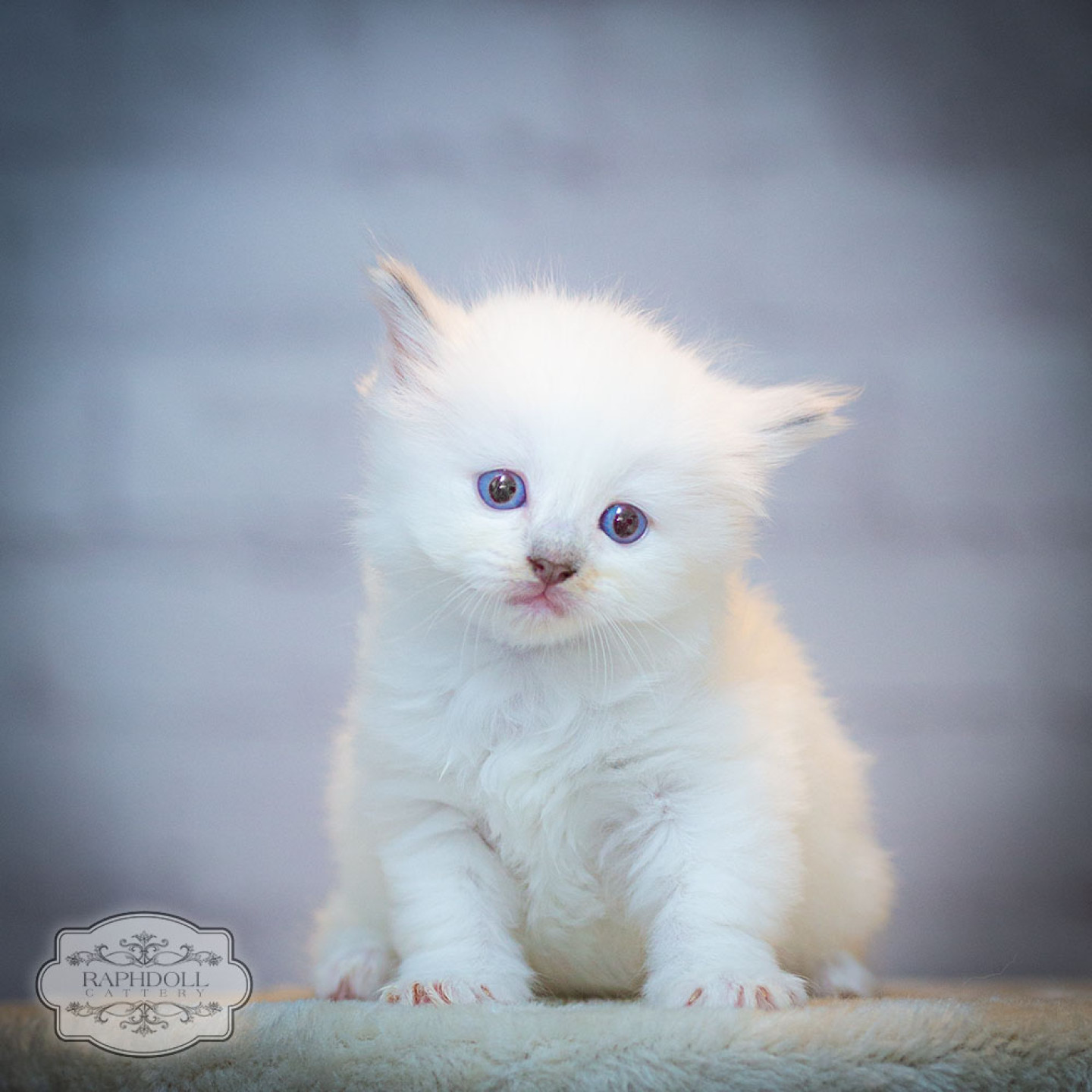 ragdoll-kitten-for-sale-feb2024-PJBB