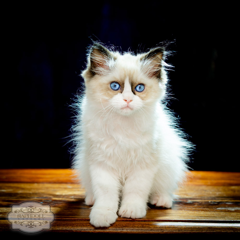 ragdoll-kitten-bicolor-sale-LRBD1