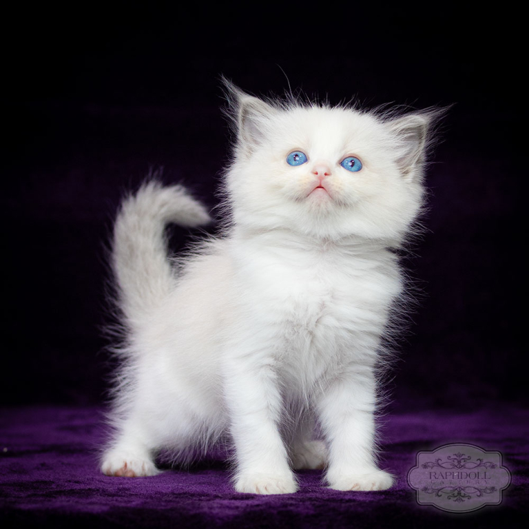 ragdoll-kiktten-bicolor-sale-lsab1