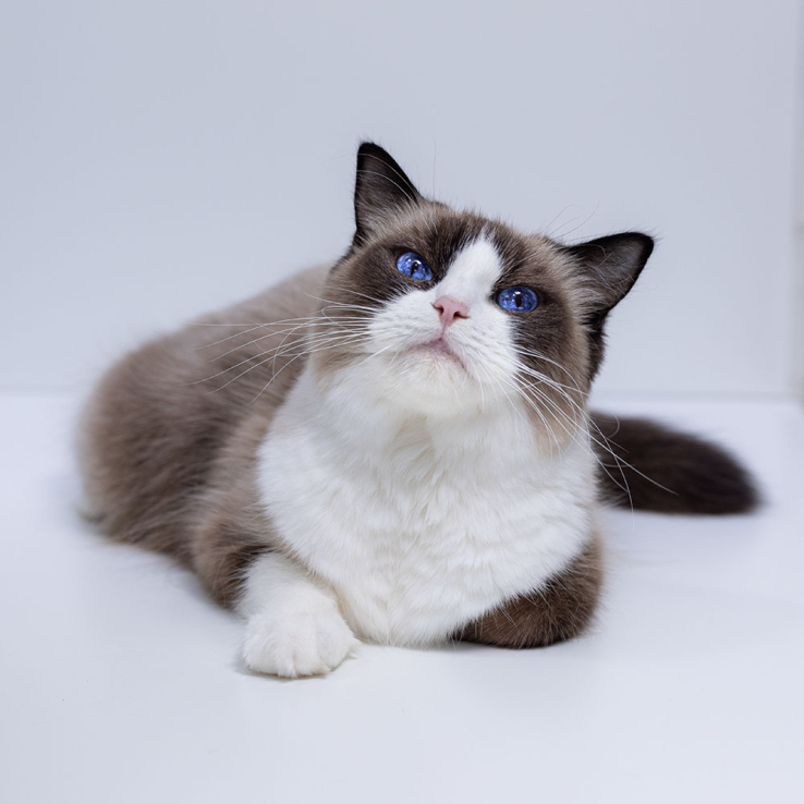 ragdoll-bicolor-pamela