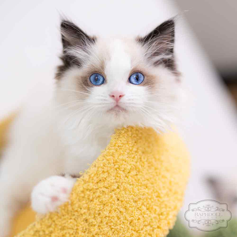 ragdoll-kitten-bicolor-LPAB3-w