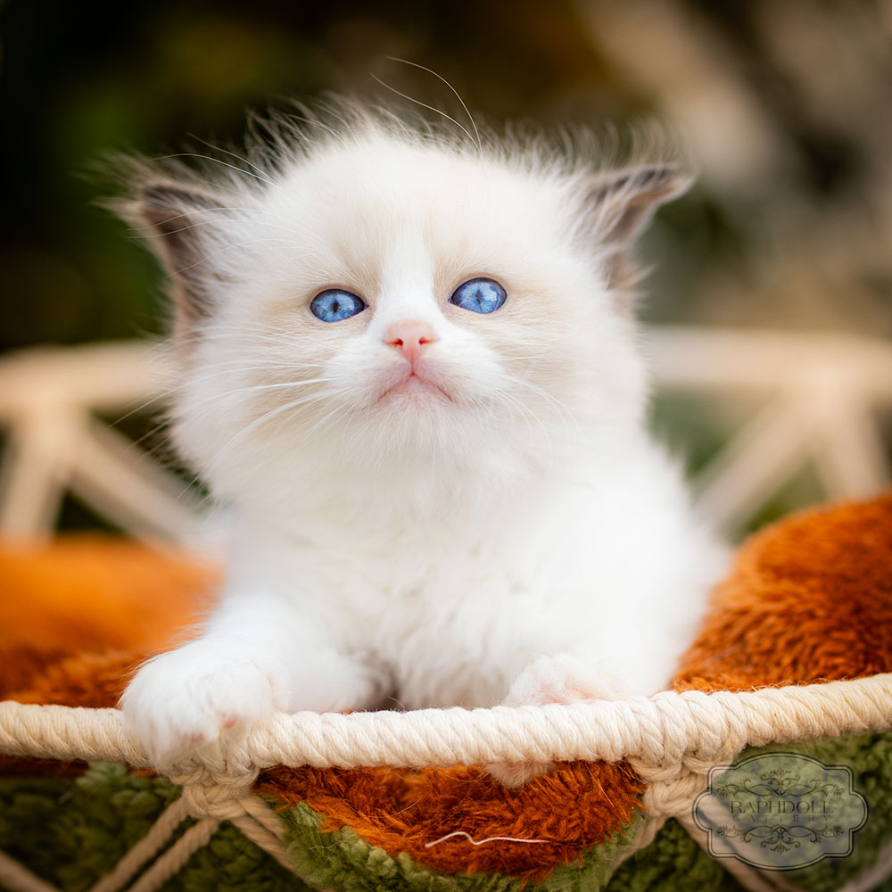 ragdoll-kitten-bicolor-lrac112-w