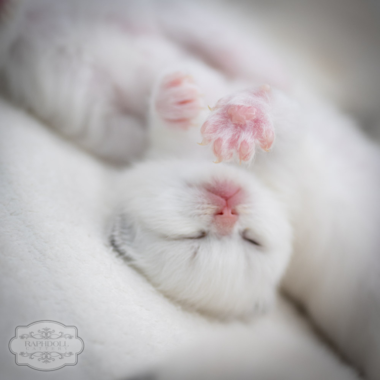 ragdoll-kitten-sale-LRDE3