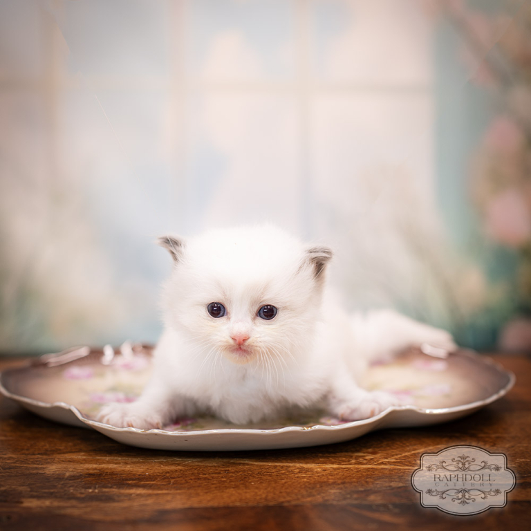 ragdoll kitten sale ragdoll-kitten-sale-LRDC