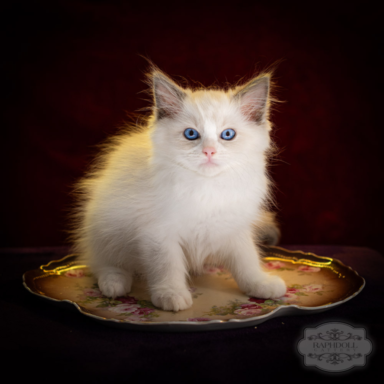 ragdoll-kitten-sale-LPCF