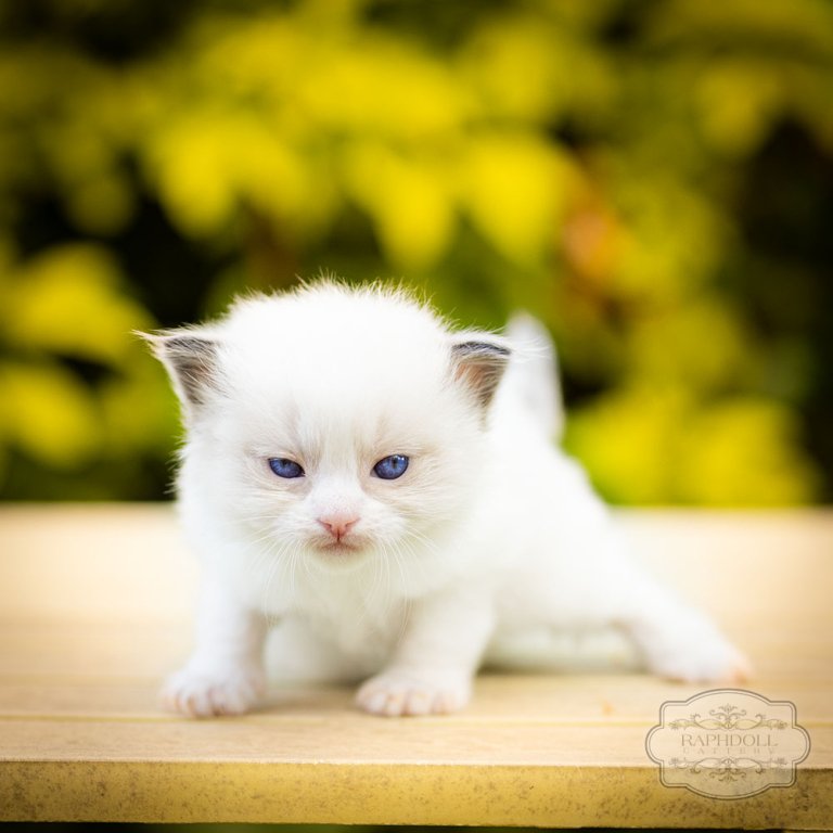 Ragdoll Cat Stud - Ragdoll Cats