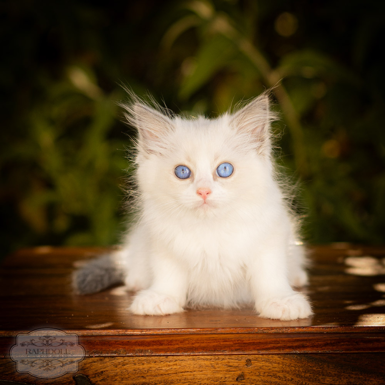ragdoll-kitten-bicolor-LRBA-w