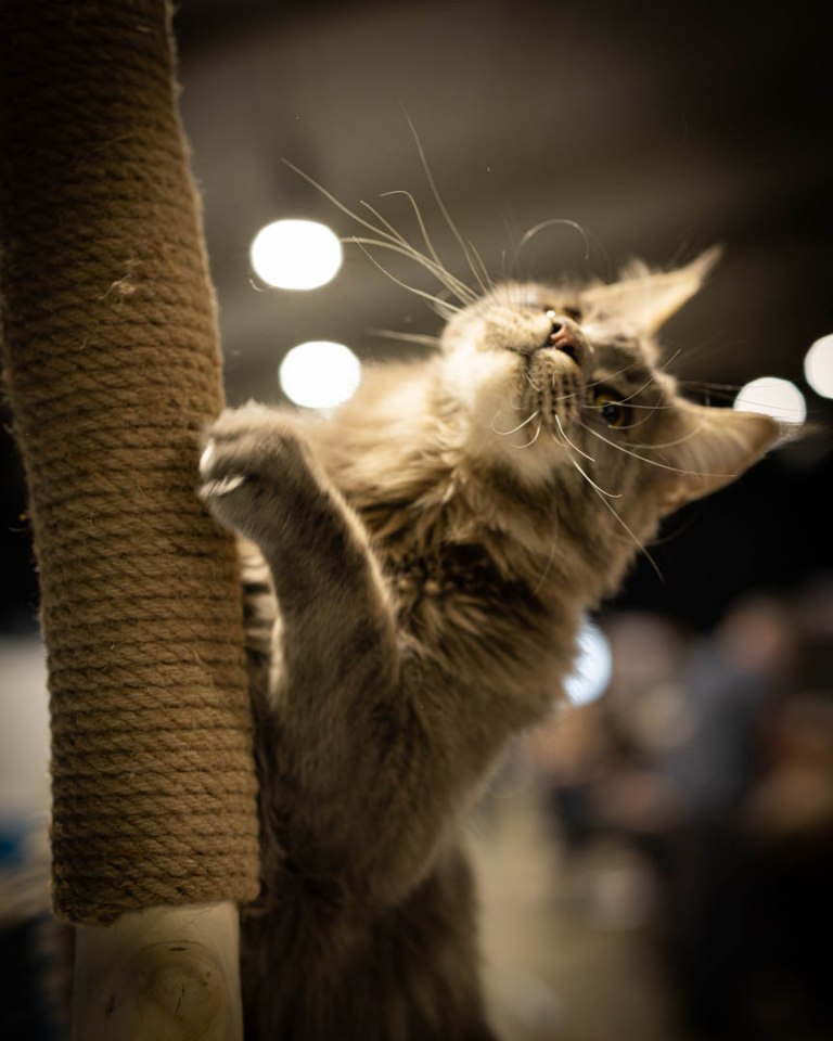 ragdolls-thames-tica-cat-show-apr-2026-56 ragdolls-thames-tica-cat-show-apr-2026-56