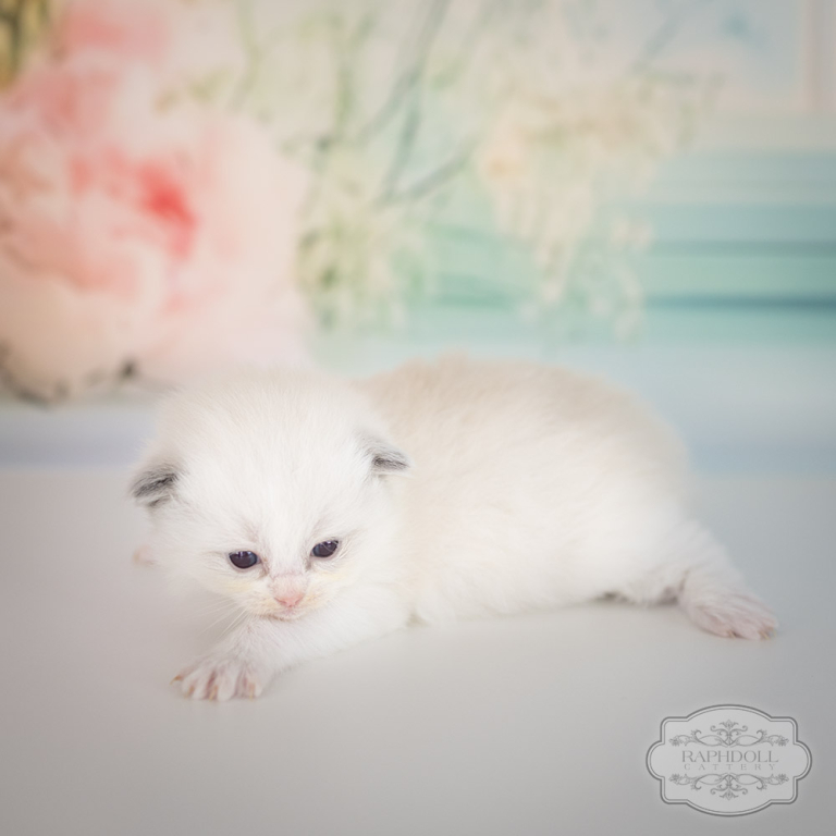 ragdoll-kitten-sale-LRDA