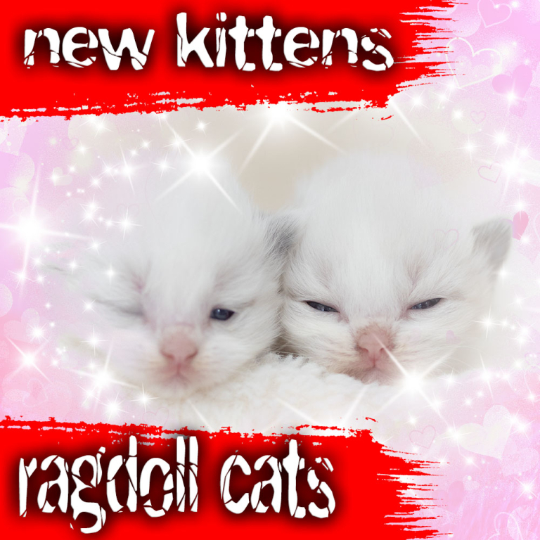 ragdoll-kittens-bicolor-newborn