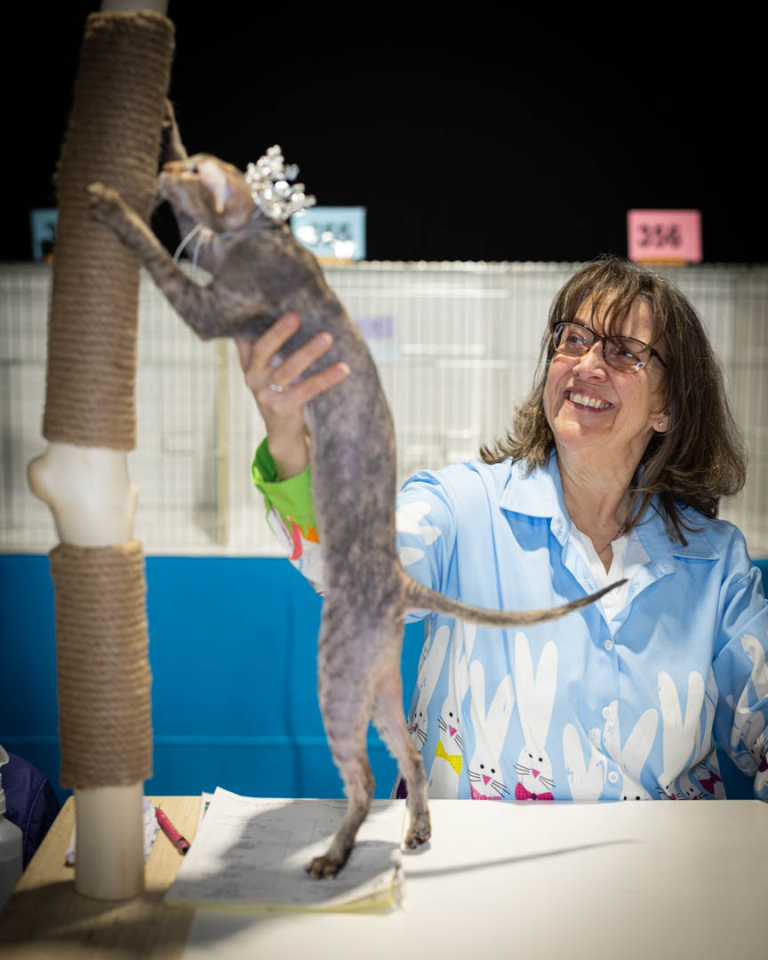 ragdolls-thames-tica-cat-show-apr-2026-06 ragdolls-thames-tica-cat-show-apr-2026-06