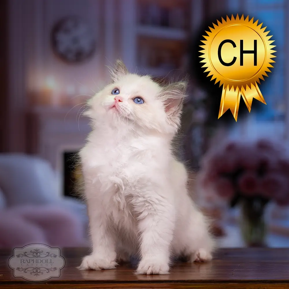 ragdoll-kitten-sale-ZCAH