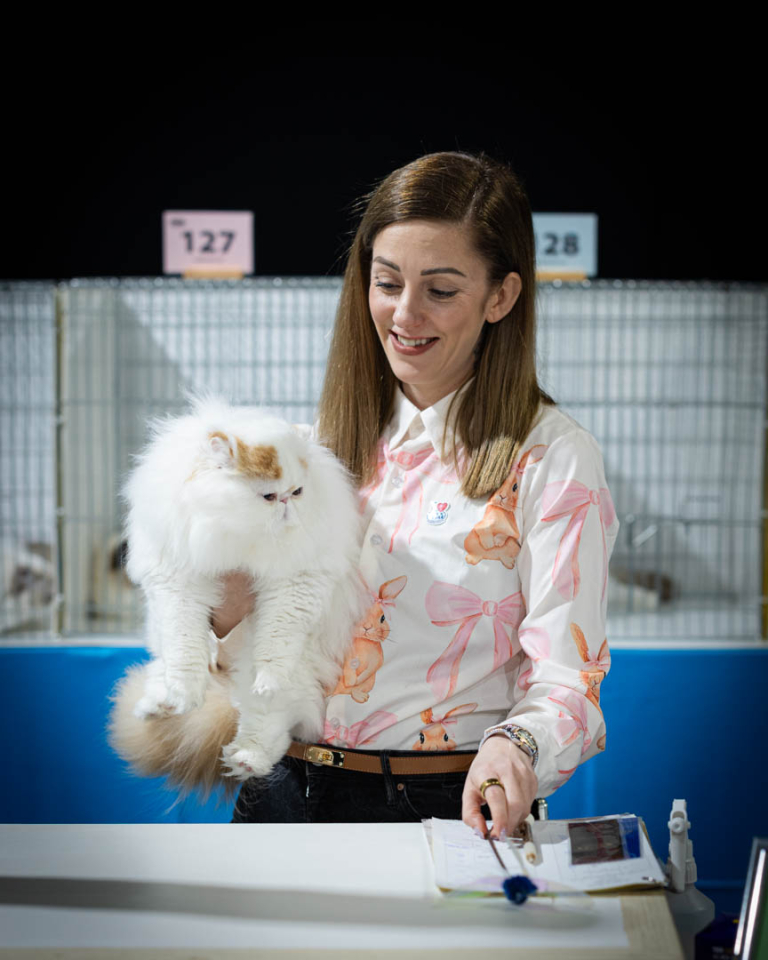 ragdolls-thames-tica-cat-show-apr-2026-64 ragdolls-thames-tica-cat-show-apr-2026-64