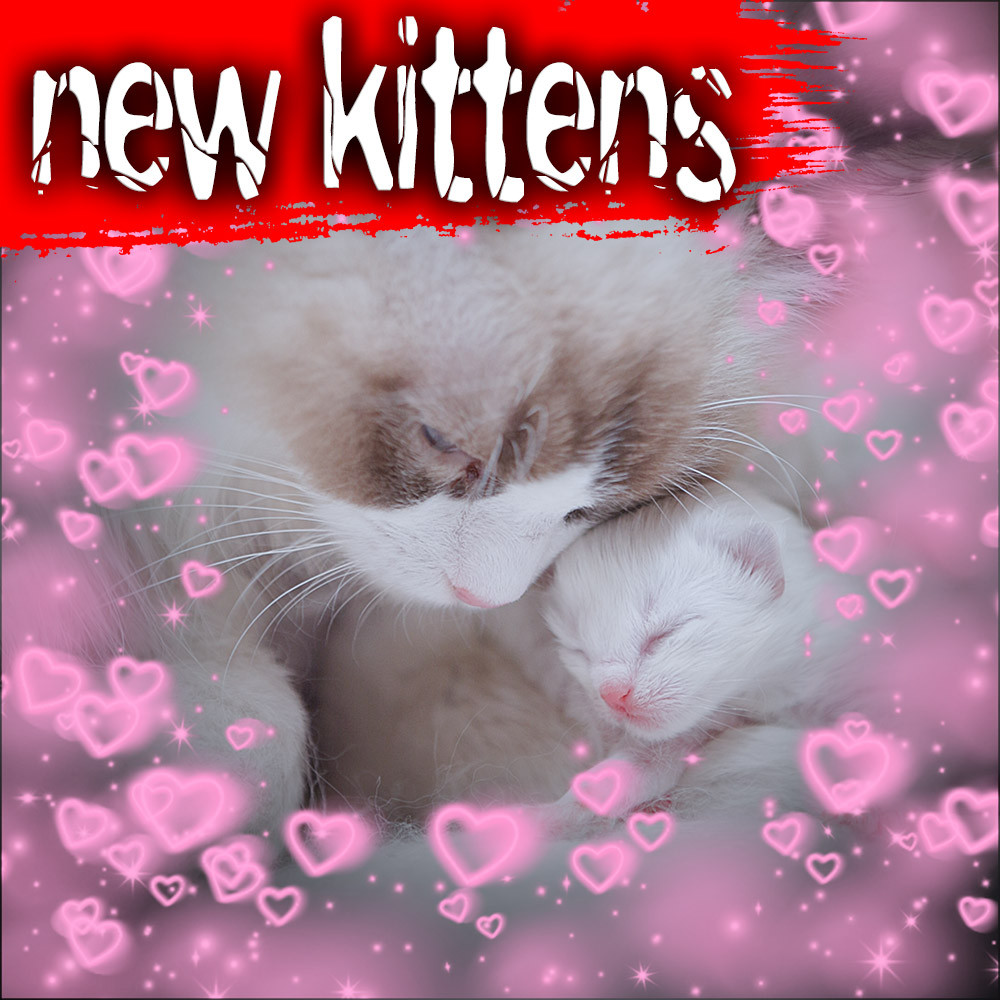 ragdoll-kittens-bicolor-for-sale-march2025