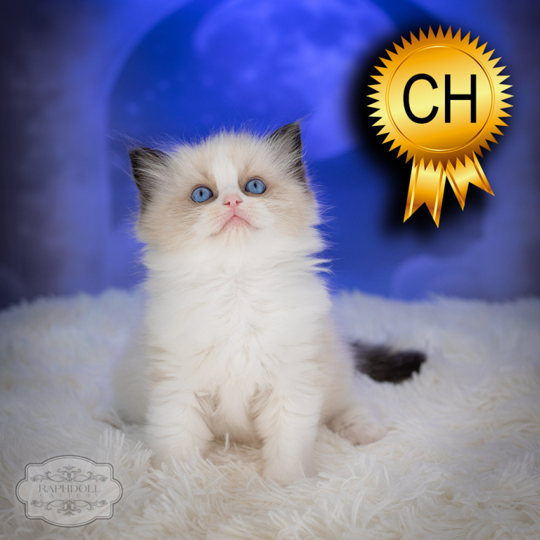 ragdoll-kitten-sale-ZPAD