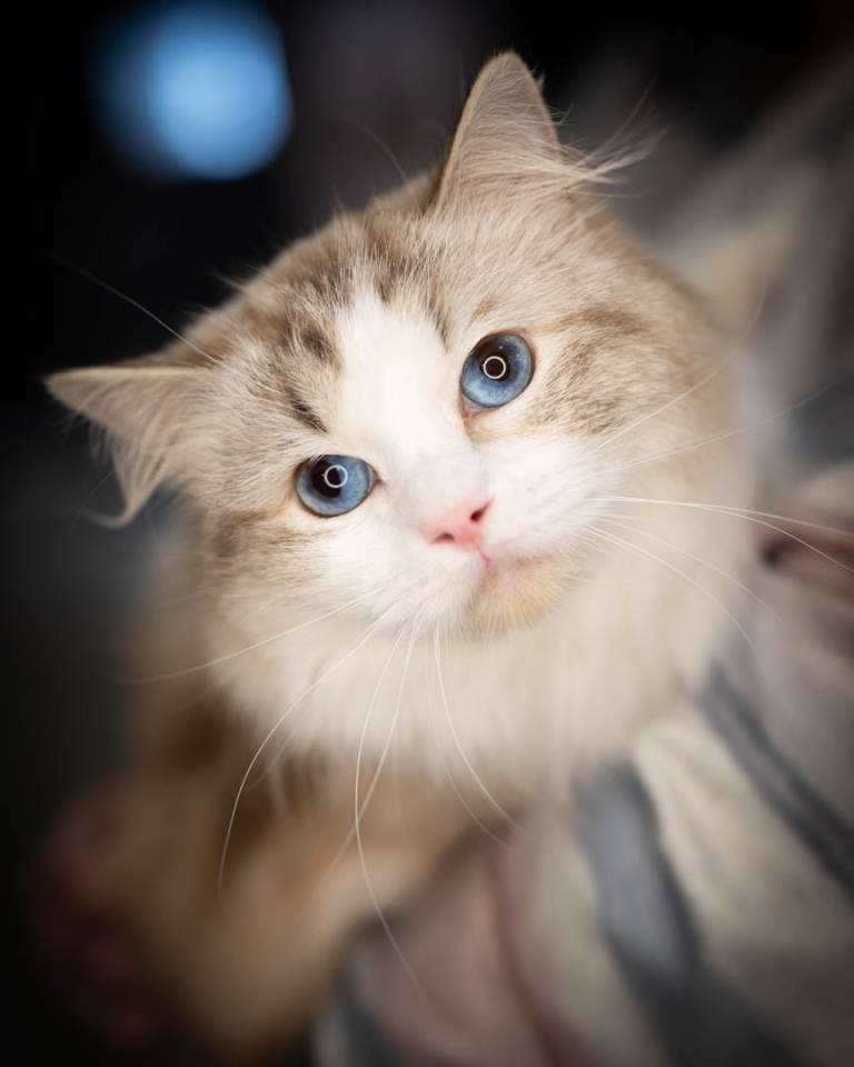 ragdolls-thames-tica-cat-show-apr-2026-22 ragdolls-thames-tica-cat-show-apr-2026-22