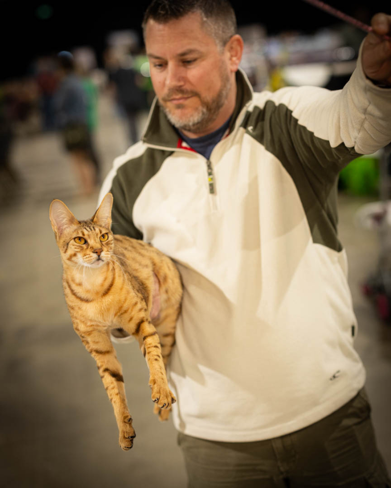 ragdolls-thames-tica-cat-show-apr-2026-28 ragdolls-thames-tica-cat-show-apr-2026-28