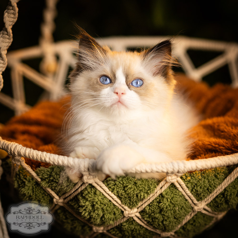 ragdoll-kitten-bicolor-LRBB